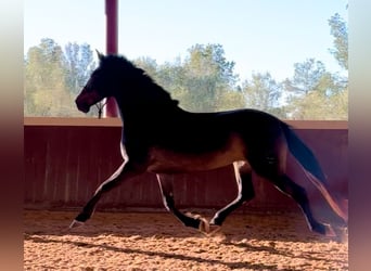 PRE, Mare, 5 years, 15.2 hh, Brown