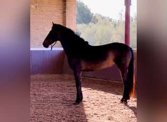 PRE, Mare, 5 years, 15.2 hh, Brown