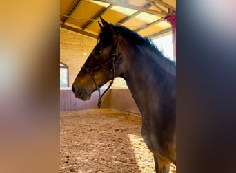 PRE, Mare, 5 years, 15.2 hh, Brown