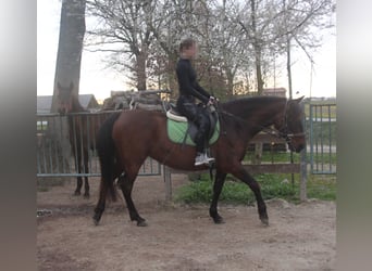 PRE Mix, Mare, 5 years, 15.2 hh, Brown