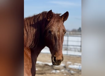 PRE, Mare, 5 years, 15,2 hh, Chestnut-Red