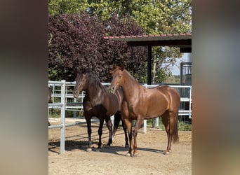 PRE, Mare, 5 years, 15,2 hh, Chestnut-Red