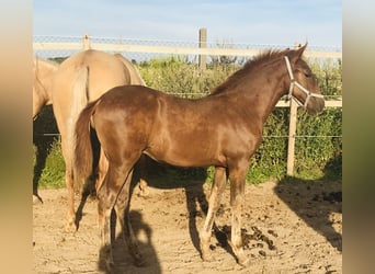 PRE, Mare, 5 years, 15,2 hh, Chestnut-Red