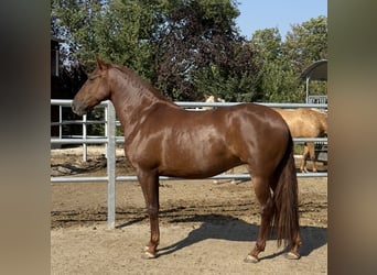 PRE, Mare, 5 years, 15,2 hh, Chestnut-Red