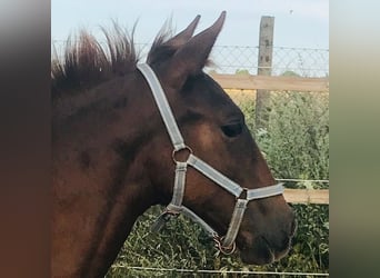 PRE, Mare, 5 years, 15,2 hh, Chestnut-Red