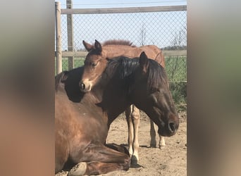 PRE, Mare, 5 years, 15,2 hh, Chestnut-Red