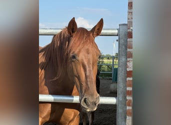 PRE, Mare, 5 years, 15,2 hh, Chestnut-Red