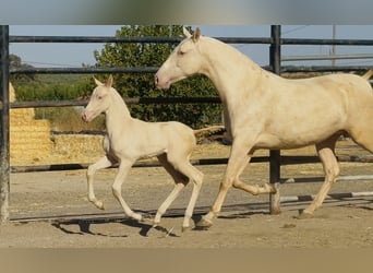 PRE, Mare, 5 years, 15.2 hh, Cremello