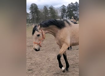 PRE Mix, Mare, 5 years, 15.2 hh, Dun