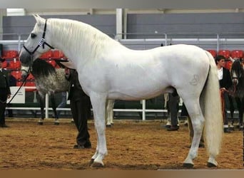 PRE Mix, Mare, 5 years, 15.2 hh, Gray-Red-Tan