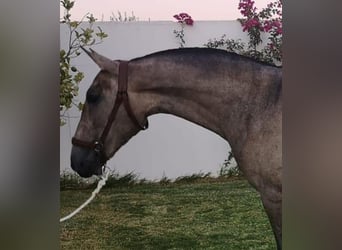 PRE Mix, Mare, 5 years, 15.2 hh, Gray-Red-Tan