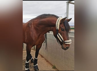PRE Mix, Mare, 5 years, 15.2 hh, Gray-Red-Tan