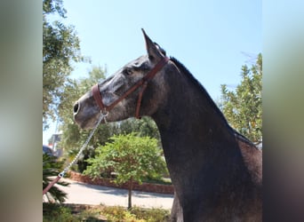 PRE Mix, Mare, 5 years, 15.2 hh, Grey