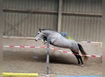 PRE Mix, Mare, 5 years, 15.2 hh, Grey-Blue-Tan