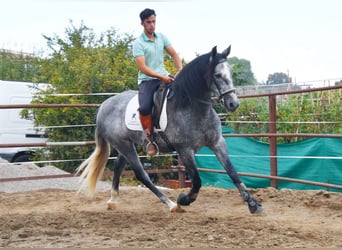 PRE, Mare, 5 years, 15.2 hh, Grey
