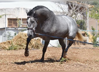 PRE, Mare, 5 years, 15.2 hh, Grey