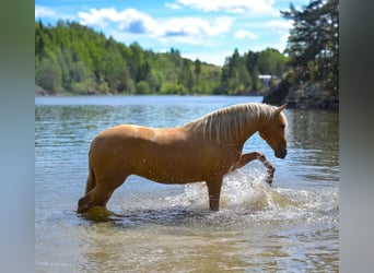PRE Mix, Mare, 5 years, 15.2 hh, Palomino