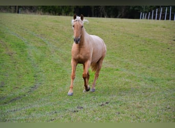 PRE Mix, Mare, 5 years, 15.2 hh, Palomino