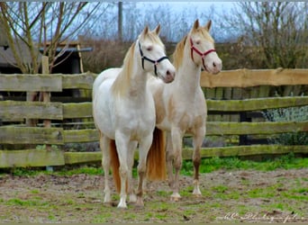 PRE, Mare, 5 years, 15,2 hh, Pearl