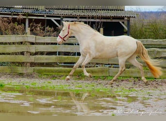 PRE, Mare, 5 years, 15,2 hh, Pearl