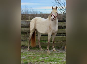 PRE, Mare, 5 years, 15,2 hh, Pearl