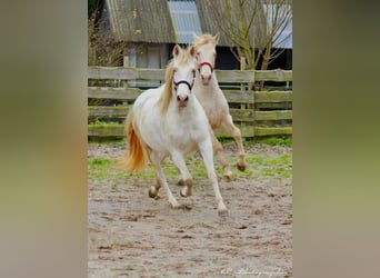 PRE, Mare, 5 years, 15,2 hh, Pearl