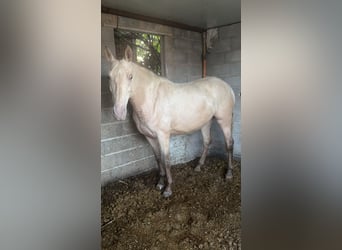 PRE Mix, Mare, 5 years, 15.2 hh, Perlino