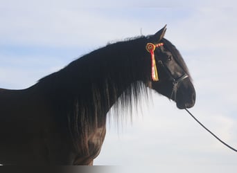 PRE, Mare, 5 years, 15.3 hh, Black