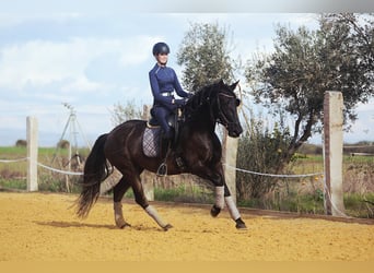 PRE, Mare, 5 years, 15.3 hh, Black