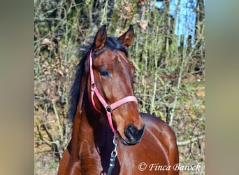 PRE, Mare, 5 years, 15,3 hh, Brown