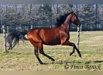 PRE, Mare, 5 years, 15,3 hh, Brown