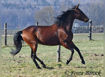 PRE, Mare, 5 years, 15,3 hh, Brown