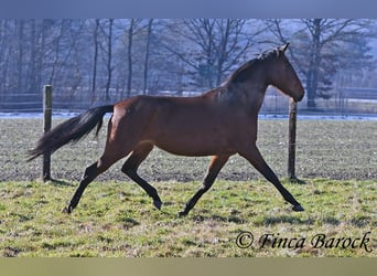 PRE, Mare, 5 years, 15,3 hh, Brown