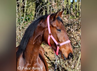 PRE, Mare, 5 years, 15,3 hh, Brown