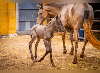 PRE Mix, Mare, 5 years, 15,3 hh, Champagne