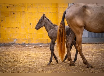 PRE Mix, Mare, 5 years, 15,3 hh, Champagne