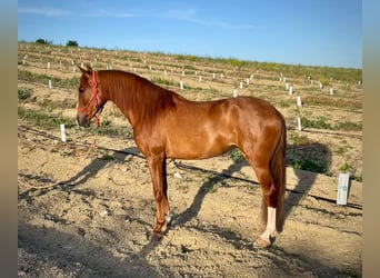PRE Mix, Mare, 5 years, 15.3 hh, Chestnut-Red