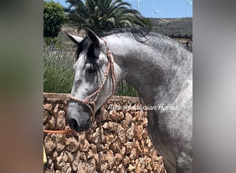 PRE Mix, Mare, 5 years, 15,3 hh, Gray