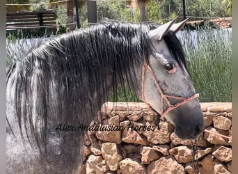 PRE Mix, Mare, 5 years, 15,3 hh, Gray