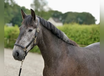 PRE Mix, Mare, 5 years, 15.3 hh, Gray-Blue-Tan