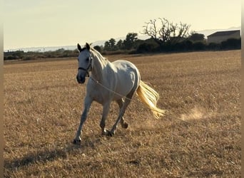 PRE Mix, Mare, 5 years, 15.3 hh, Grey