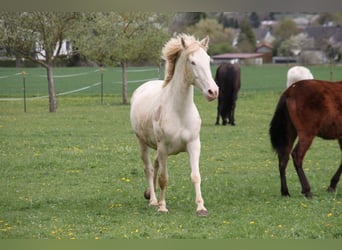 PRE, Mare, 5 years, 15.3 hh, Perlino