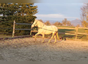 PRE, Mare, 5 years, 15.3 hh, Perlino