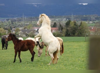 PRE, Mare, 5 years, 15.3 hh, Perlino