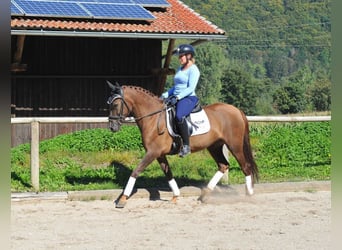 PRE Mix, Mare, 5 years, 15 hh, Chestnut-Red