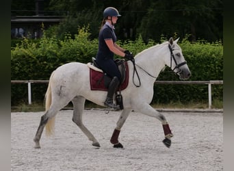 PRE Mix, Mare, 5 years, 15 hh, Gray