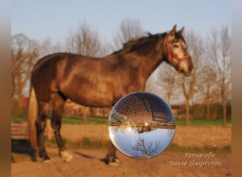 PRE, Mare, 5 years, 15 hh, Grey