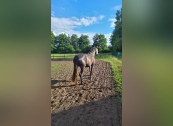 PRE, Mare, 5 years, 15 hh, Grey