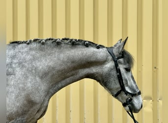 PRE Mix, Mare, 5 years, 15,1 hh, Grey-Dark-Tan