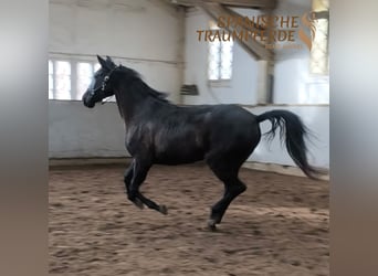 PRE, Mare, 5 years, 15,2 hh, Black